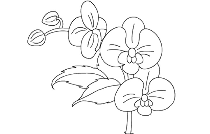 720x460 Orchid Coloring Pages Coloring Pages Ideas Reviews Orchid Coloring