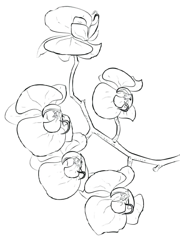 750x1000 Orchid Coloring Pages Orchid Coloring Pages Download And Print