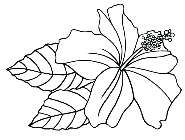 600x454 Orchid Coloring Pages Orchid Coloring Pages Flower Coloring Page