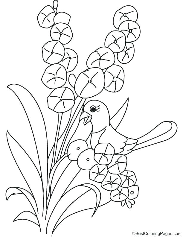 612x792 Botany Coloring Pages Orchid Coloring Pages Bird On Orchid Plant