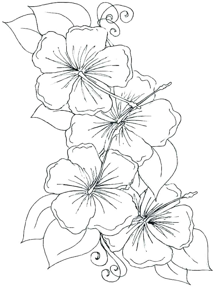 750x1000 Orchid Coloring Pages Orchids Coloring Page 2 Orchid Coloring