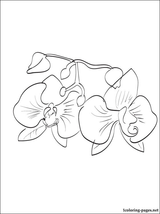 560x750 Orchid Coloring Page For Kids Coloring Pages