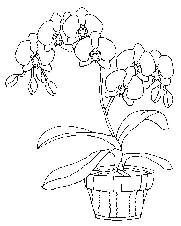 637x794 Orchids Coloring Page 10