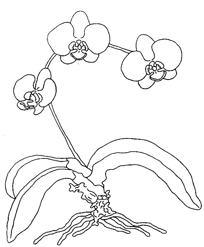 652x790 Orchids Coloring Page 5