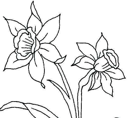505x470 Daffodil Bear Print This Coloring Page Orchid Coloring Pages Free