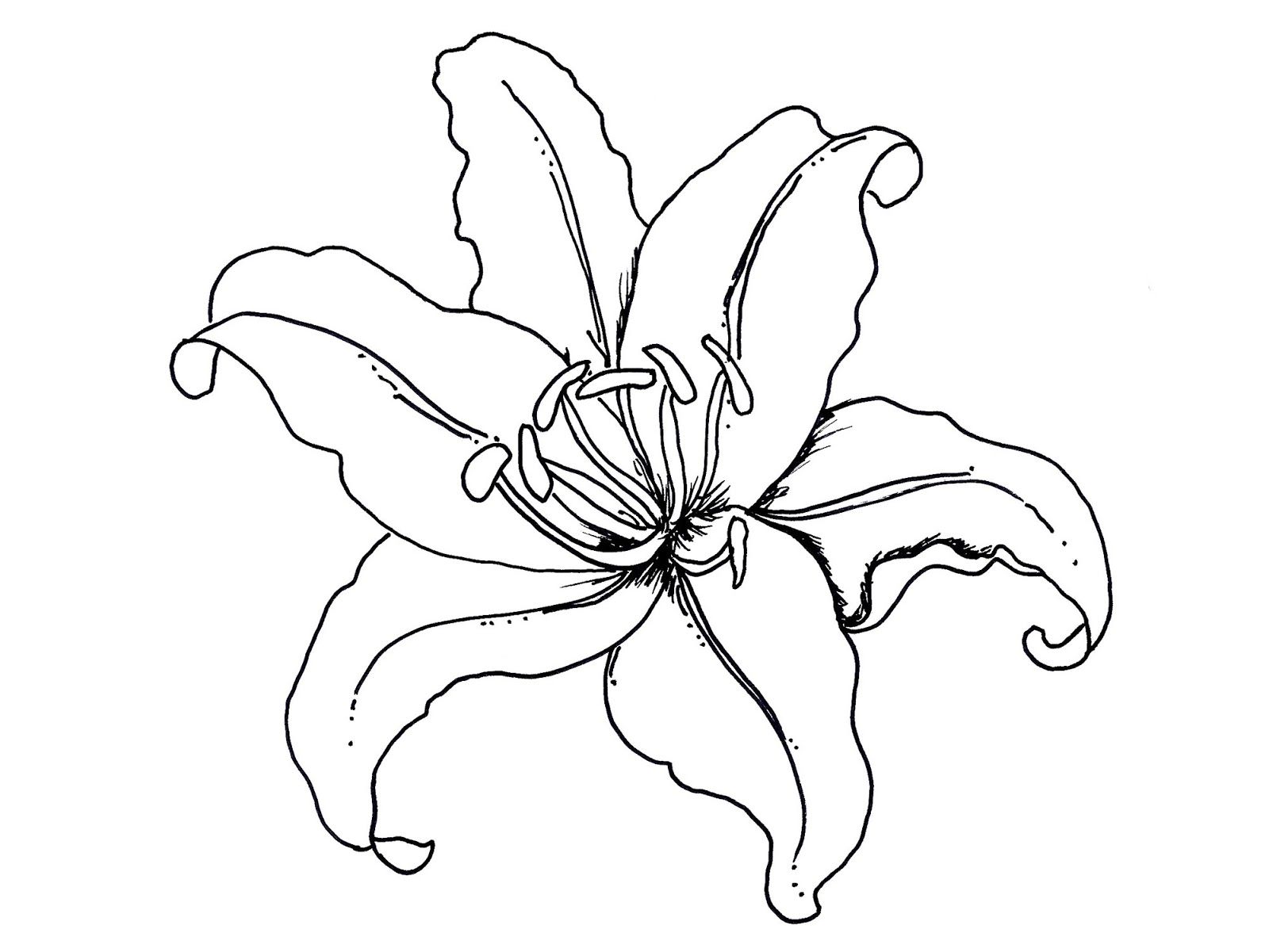 1600x1201 Shocking Flower Coloring Pages Orchid Iris Picture Pics For Trend