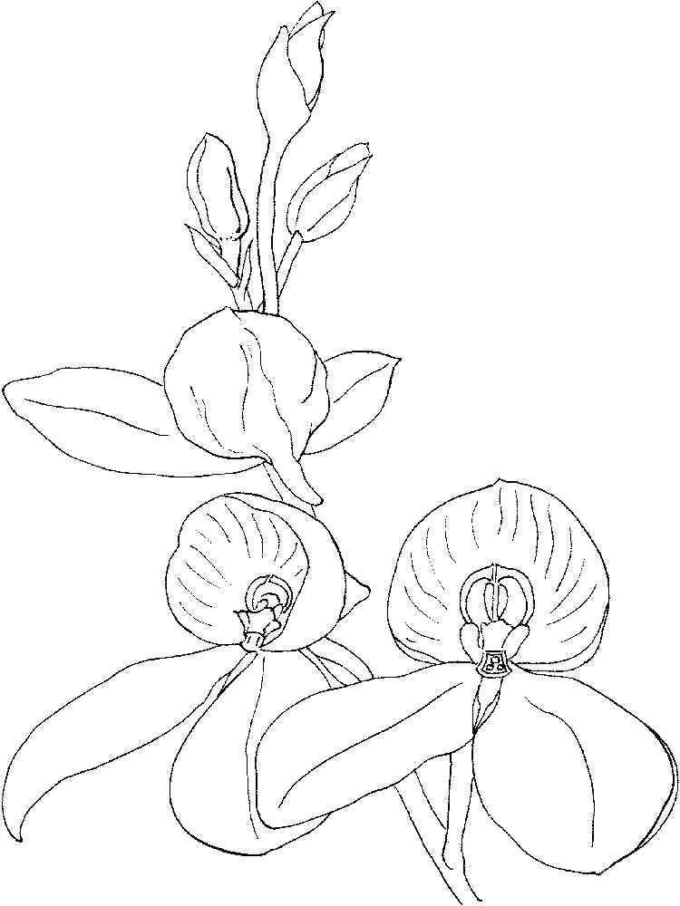Orchid Flower Coloring Pages