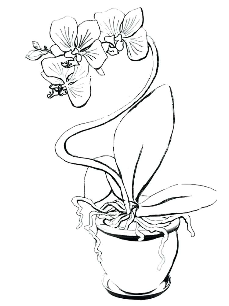 750x1000 Orchid Coloring Pages Orchid Flower Coloring Pages 1 Orchid