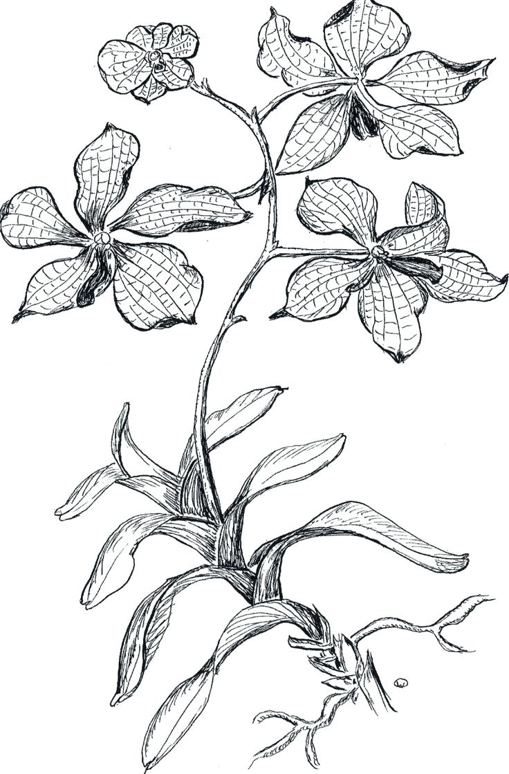 736x1119 Orchid Flower Coloring Pages Collection Coloring For Kids 2018