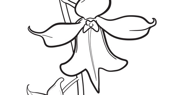 580x326 Orchid