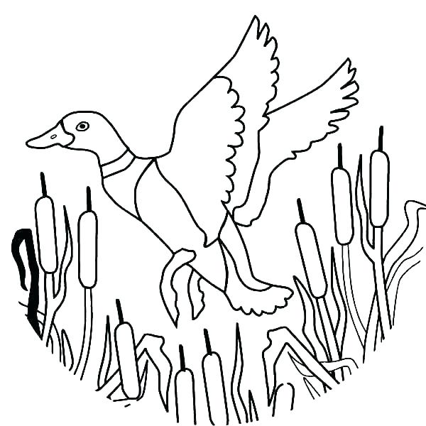 600x600 Oregon Ducks Coloring Pages Duck Coloring Pictures S Duck Coloring