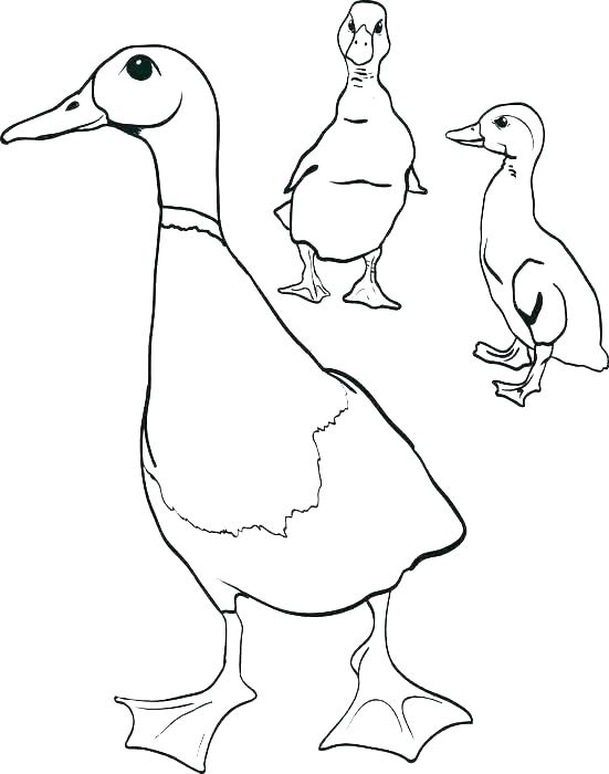 551x700 Oregon Ducks Coloring Pages Ducks Coloring Page Ducks Coloring