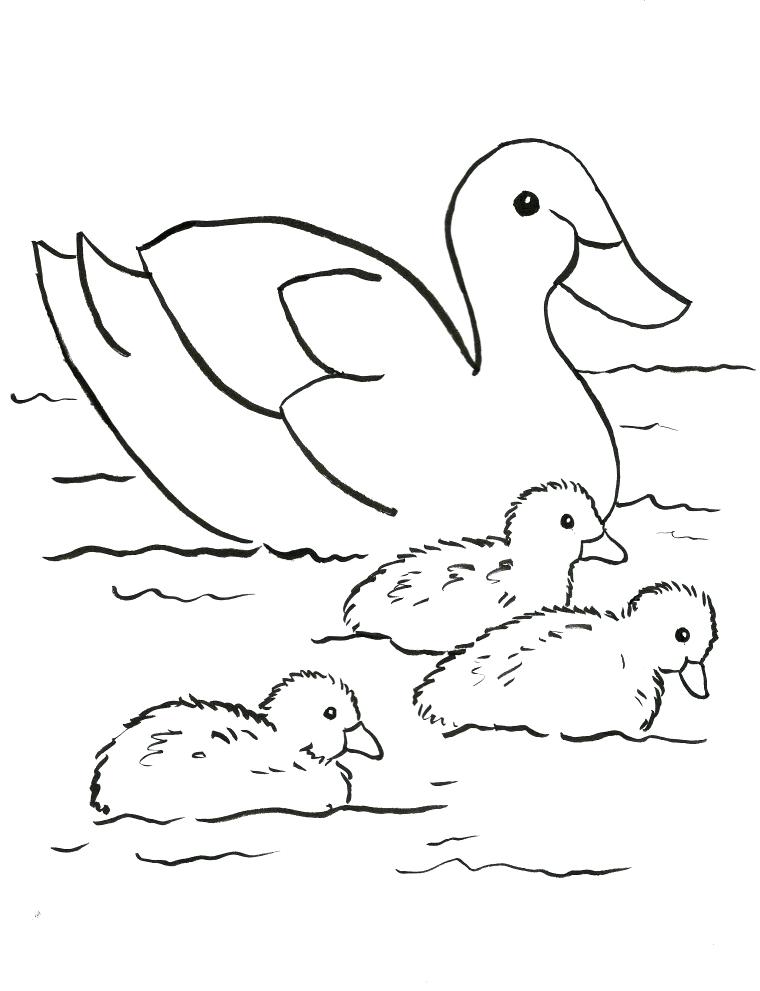 760x991 Ducks Coloring Page Duck Family Coloring Page Oregon Ducks