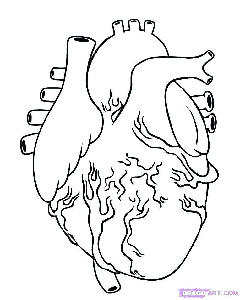 764x953 Human Organs Coloring Page Human Body Coloring Pages Human Body