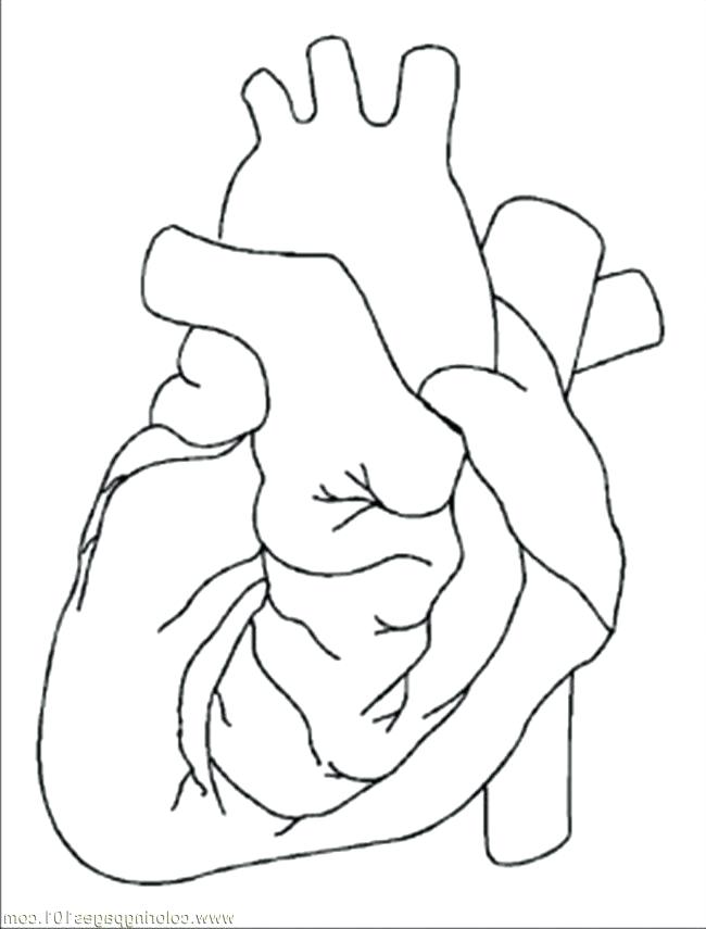 650x855 Circulatory System Coloring Pages Heart Organ Coloring Page Images