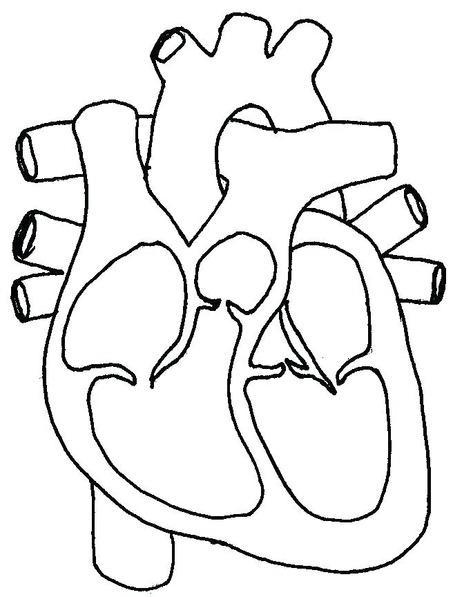 656x864 Coloring Page Of A Heart Heart Anatomy Coloring Pages Heart Organ
