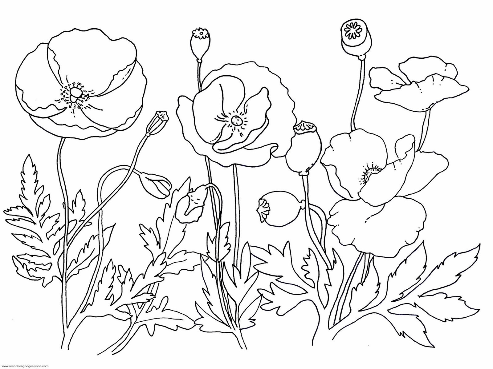 1600x1200 Oriental Coloring Pages Printable Free Sheets Unusual Wagashiya