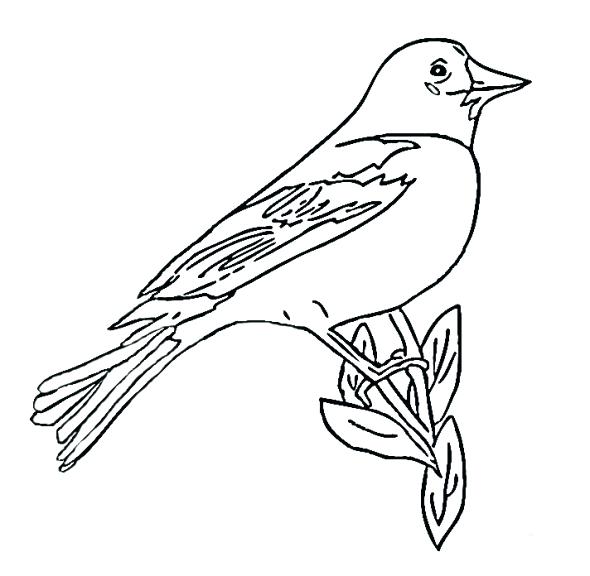 590x576 Baltimore Orioles Coloring Pages Orioles Coloring Pages Baltimore