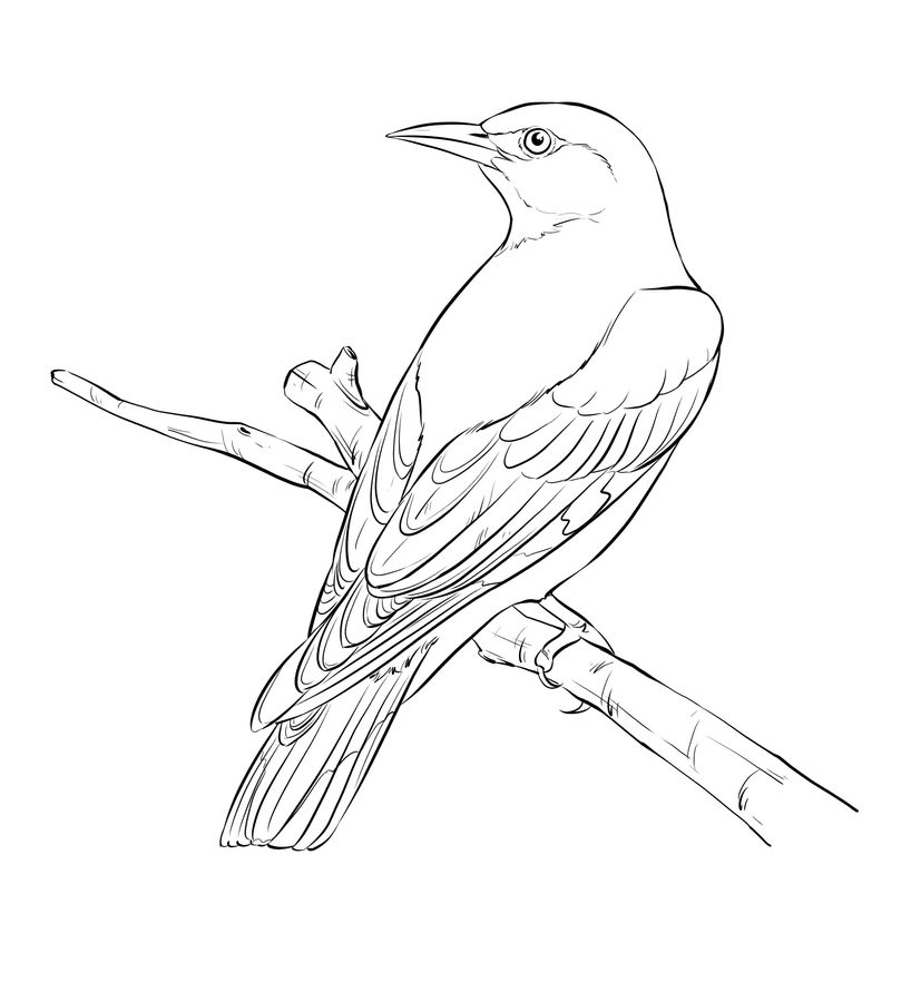 818x900 Coloring Pages Orioles, Printable For Kids Amp Adults, Free