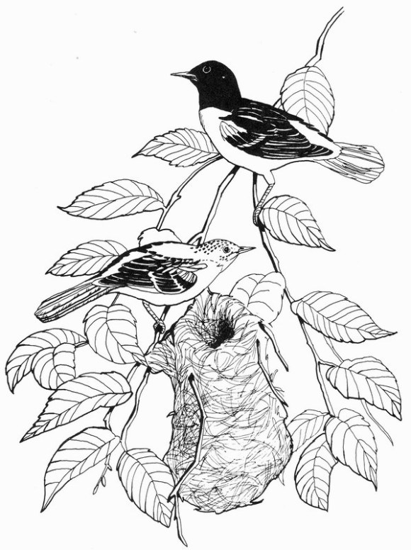 580x776 Why Is Oriole Coloring Pages So Timrosa Blog