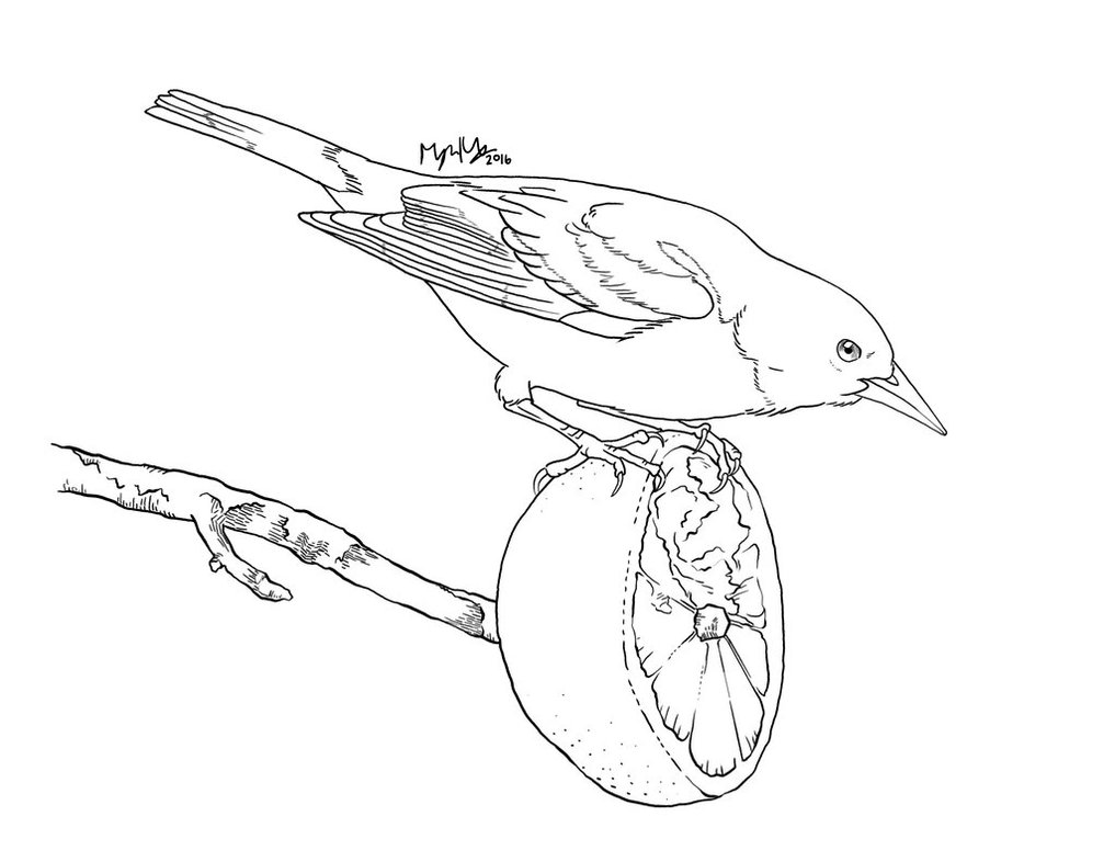 1017x786 Baltimore Oriole Coloring Page By Snailkites