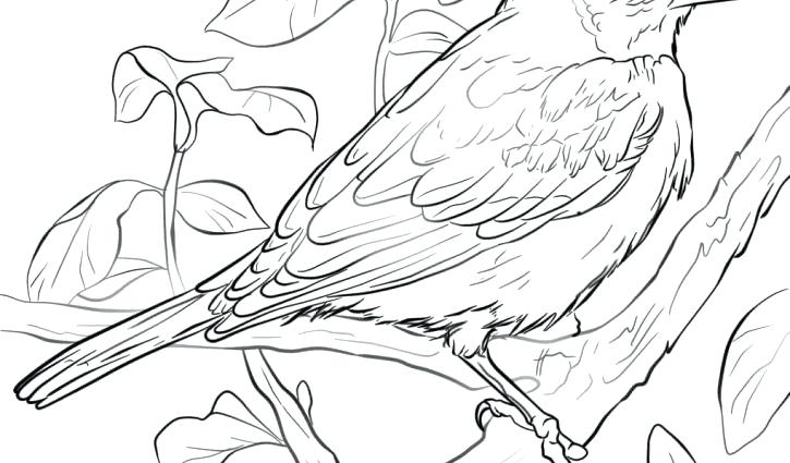 725x425 Baltimore Orioles Coloring Pages X Previous Image Next Image