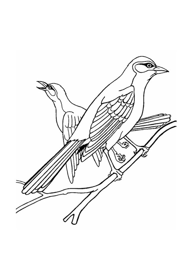 641x900 Coloring Pages Orioles, Printable For Kids Amp Adults, Free