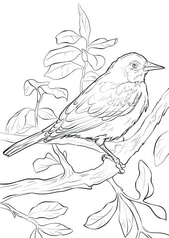 340x480 Fortune Orioles Coloring Pages Baseball Baltimore Orioles Baseball