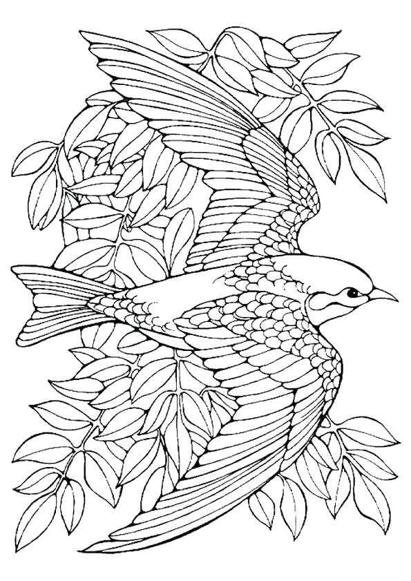 595x841 Free Printable Bird Coloring Pages Orioles Advanced For Adults