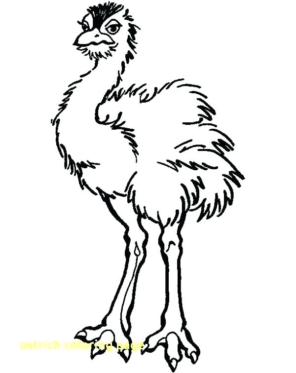 600x756 Ostrich Coloring Page Ostrich Coloring Sheet Animal Coloring Adult