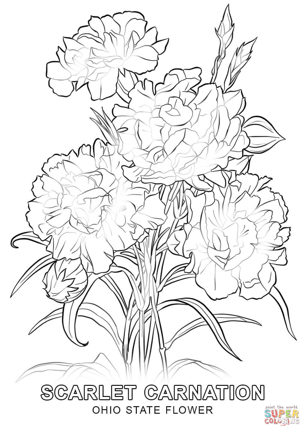1020x1440 Ohio State Flower Coloring Page Free Printable Pages Best
