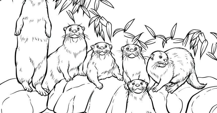 860x450 16 Fresh Collection Of River Otter Coloring Pages Free Coloring