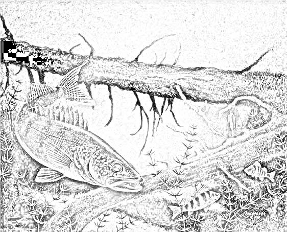 562x454 Outdoor Coloring Pages Art