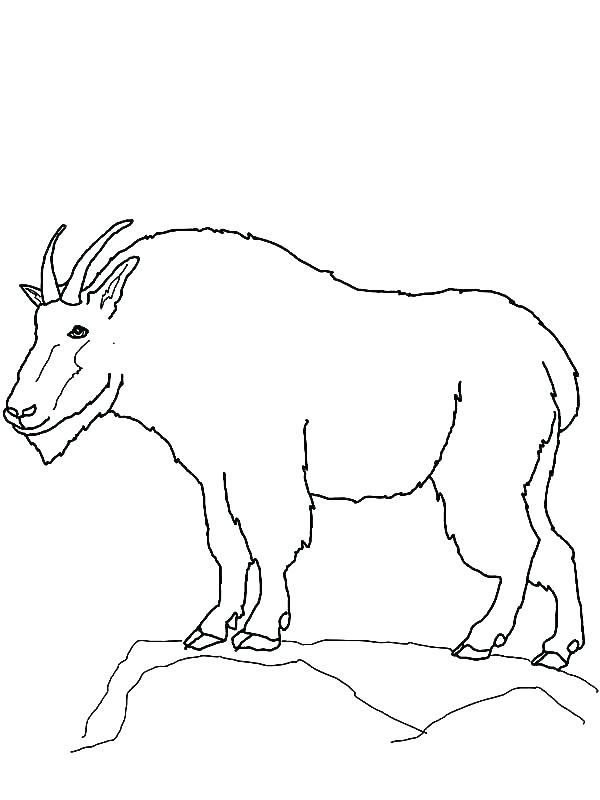 600x800 Baby Lion Outline Baby Lion Coloring Pages Mountain Lion Coloring