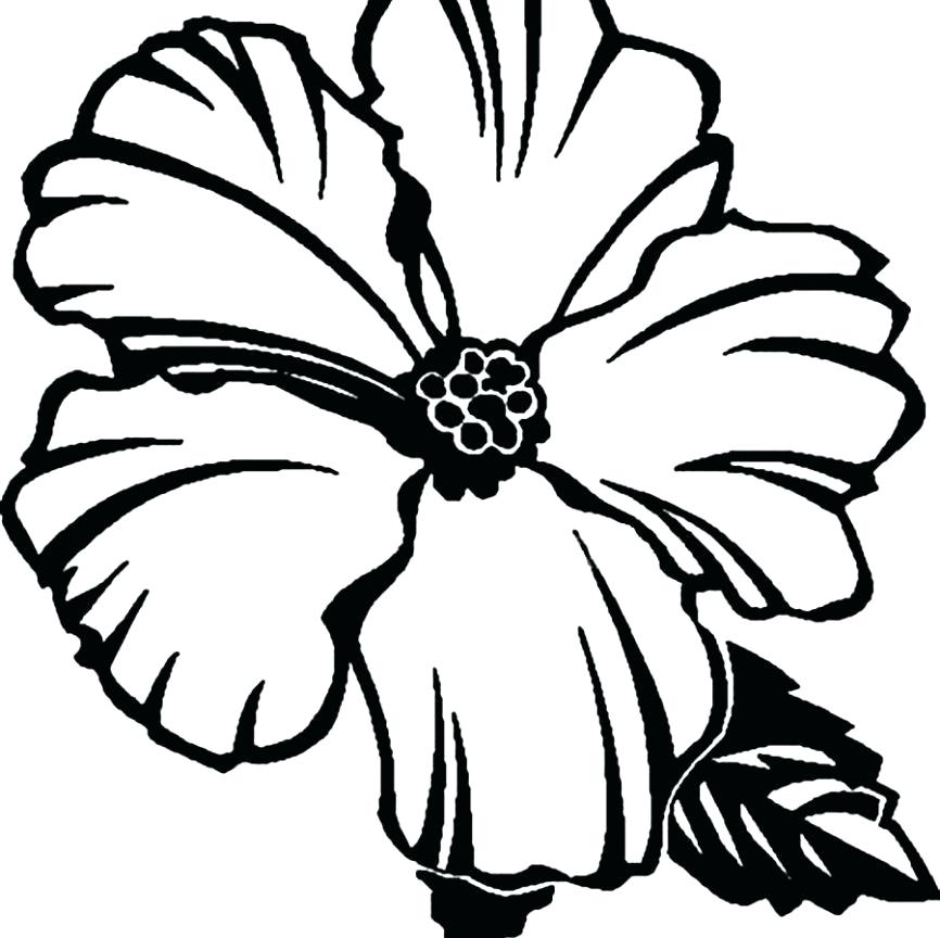 866x864 Hibiscus Flower Outline Coloring Page For Kids Flowers Book Sheets