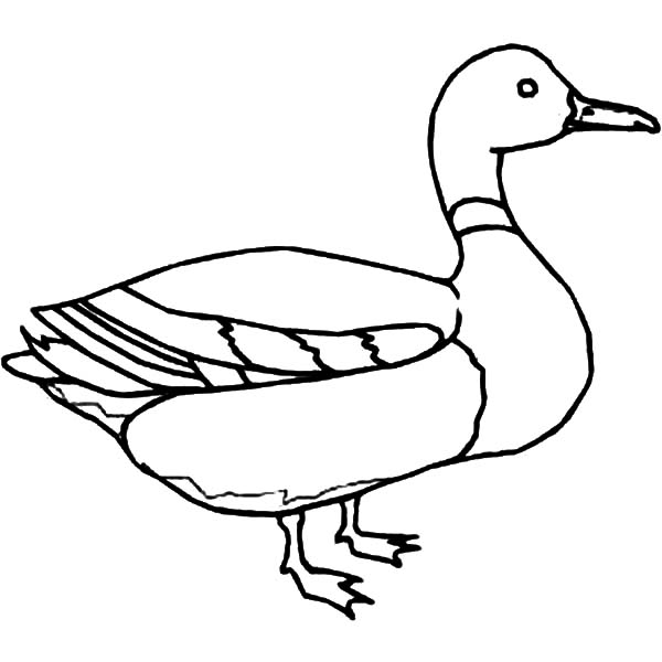 600x600 Mallard Coloring Page Mallard Duck Outline Coloring Pages Color