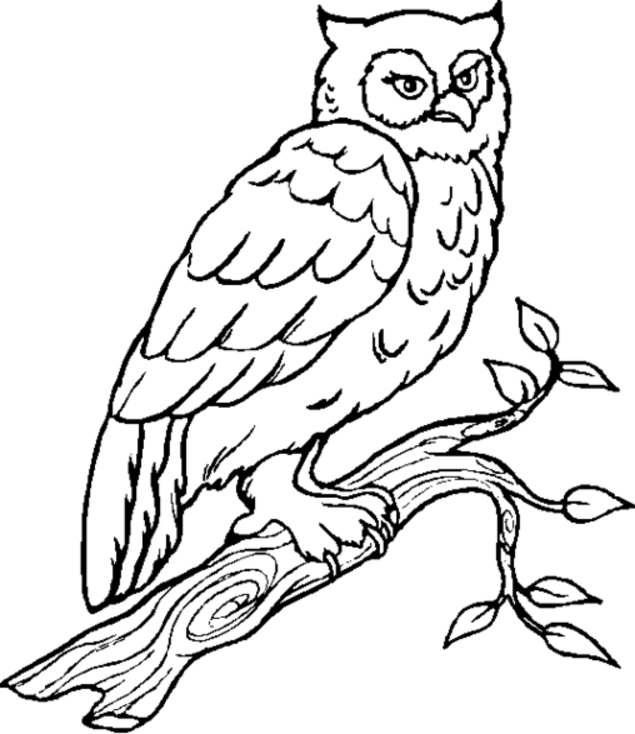 635x734 Owl