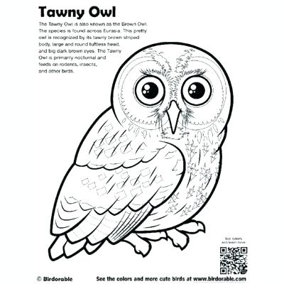 400x400 Barn Owl Coloring Page Barn Owl Coloring Page Coloring Pages Owl