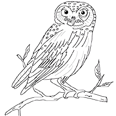 Owl