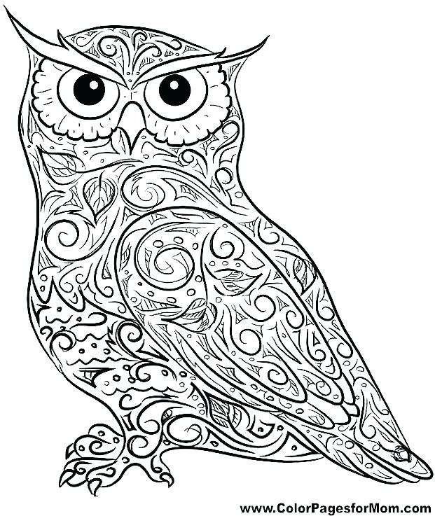 621x737 Owl Color Sheet Owls Coloring Pages Animal Coloring Pages