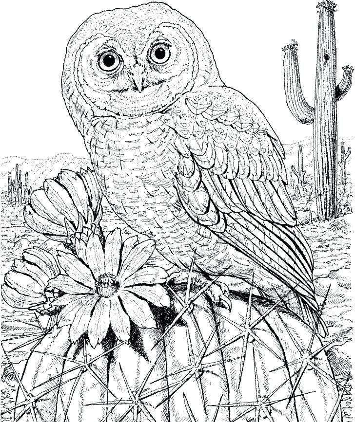 728x867 Printable Owl Coloring Pages For Adults As Well As Adult Coloring