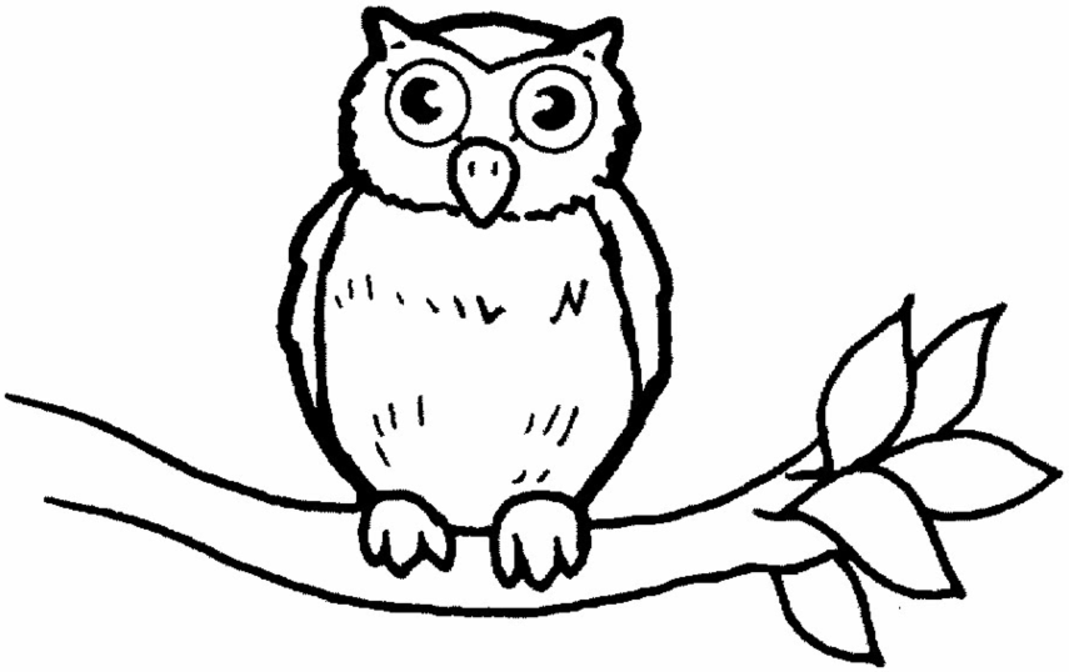 1069x672 Kids Owl Pictures