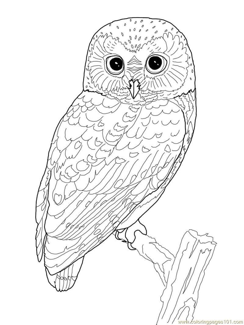 800x1066 Printable Owl Coloring Page Coloring Pages Owl (Birds Gt Owl