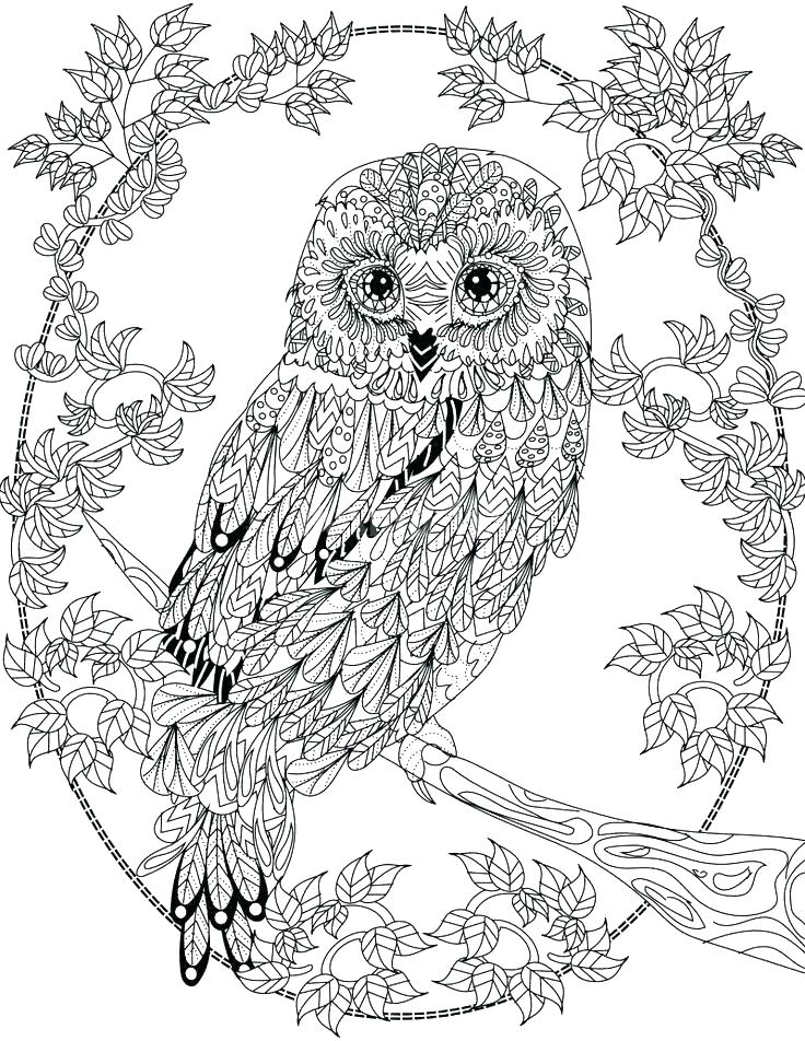 736x952 Owl Coloring Book Pages Owl Coloring Books Pretty Coloring Owl