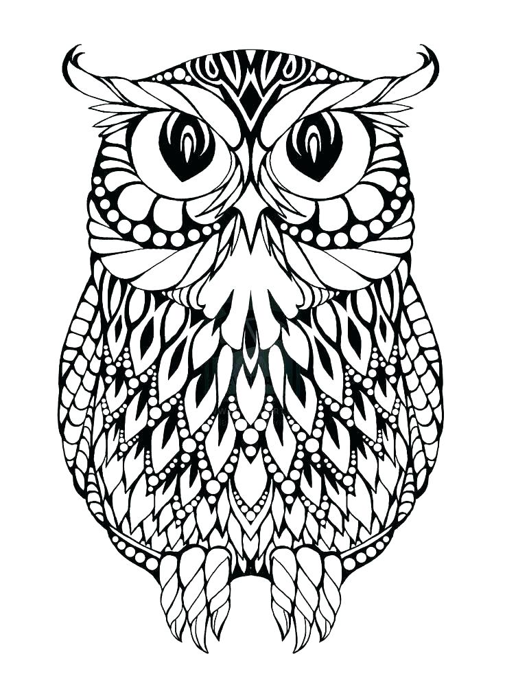736x1013 Owl Coloring Page Medium Size Of Cute Owl Coloring Pages