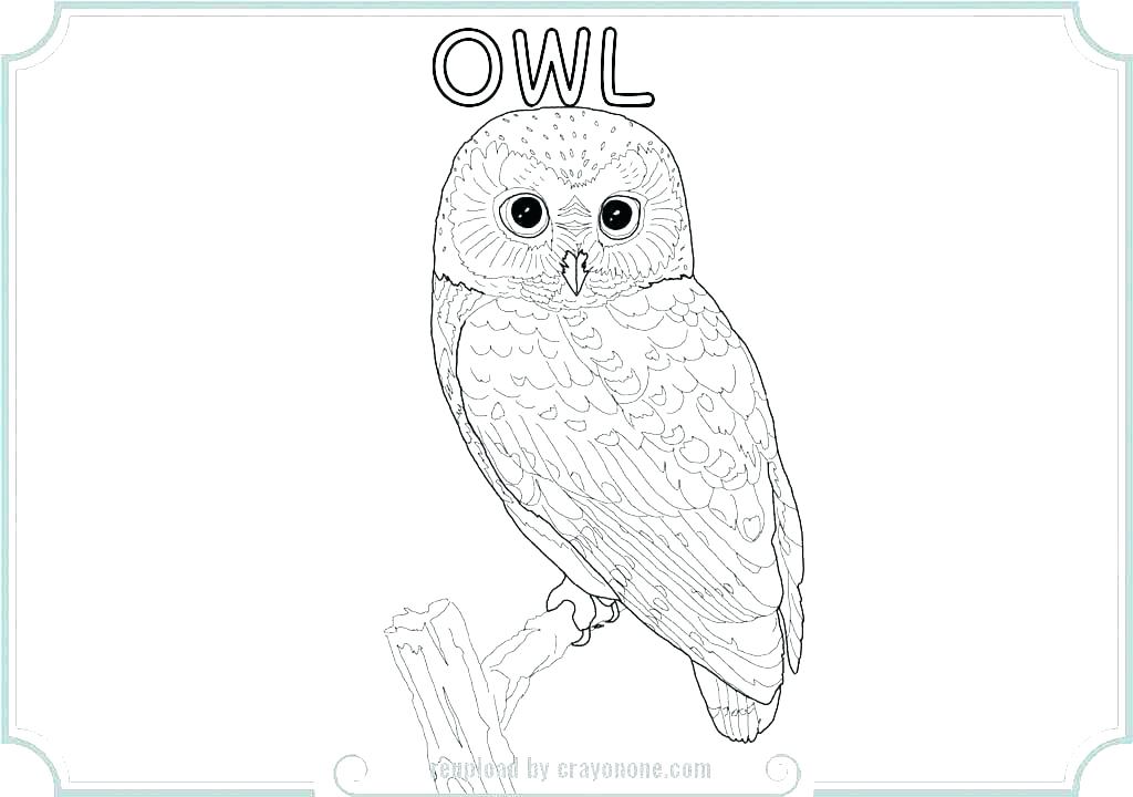 1024x720 Owl Coloring Pages For Kids Medium Size Of Printable Owl Coloring