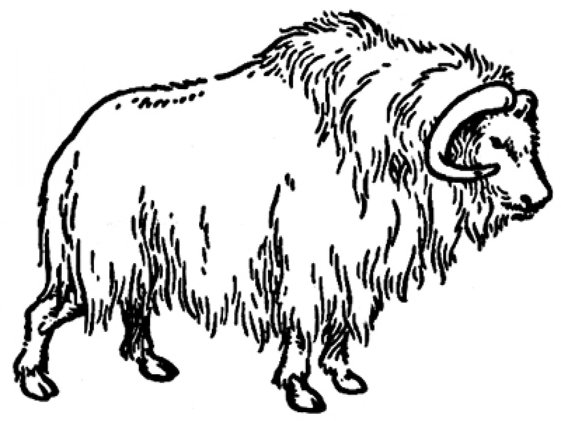 1152x864 Musk Ox Coloring Page