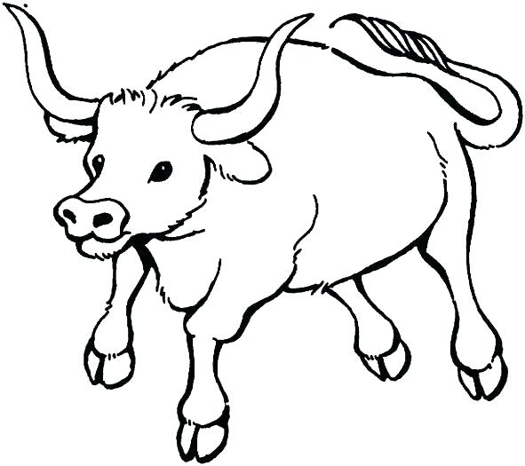 591x525 Ox Coloring Page Dazzling Design Ox Coloring Pages Musk Costa