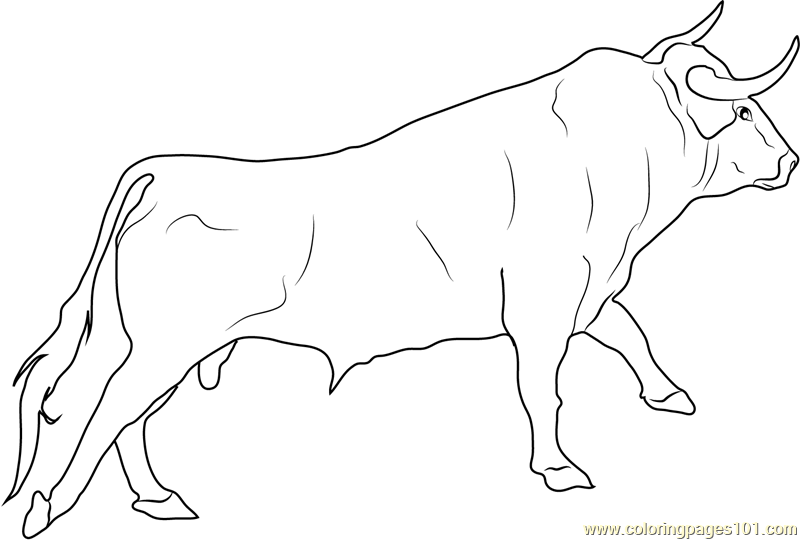 800x540 Spanish Fighting Bull Coloring Page