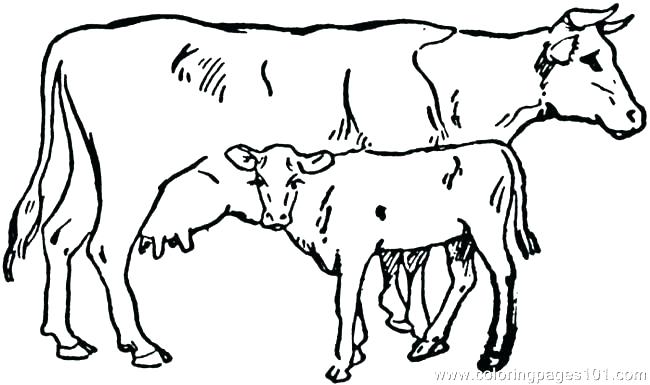 650x385 Coloring Pictures Of Cows